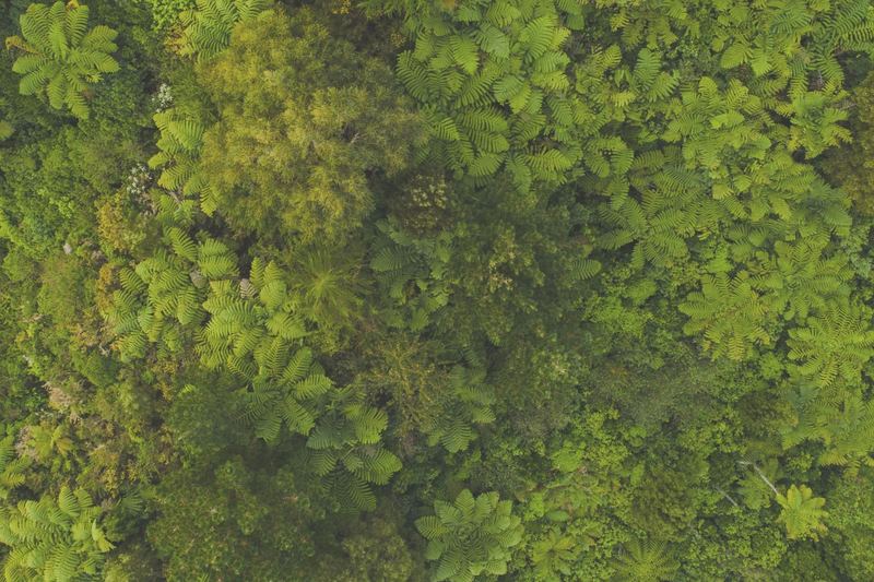 Forest canopy from above