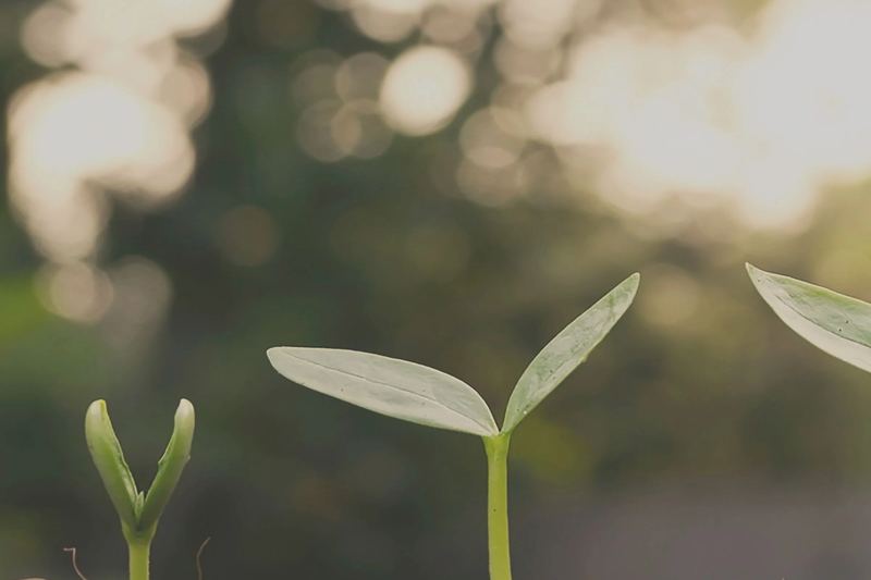 Seedlings growing in soil